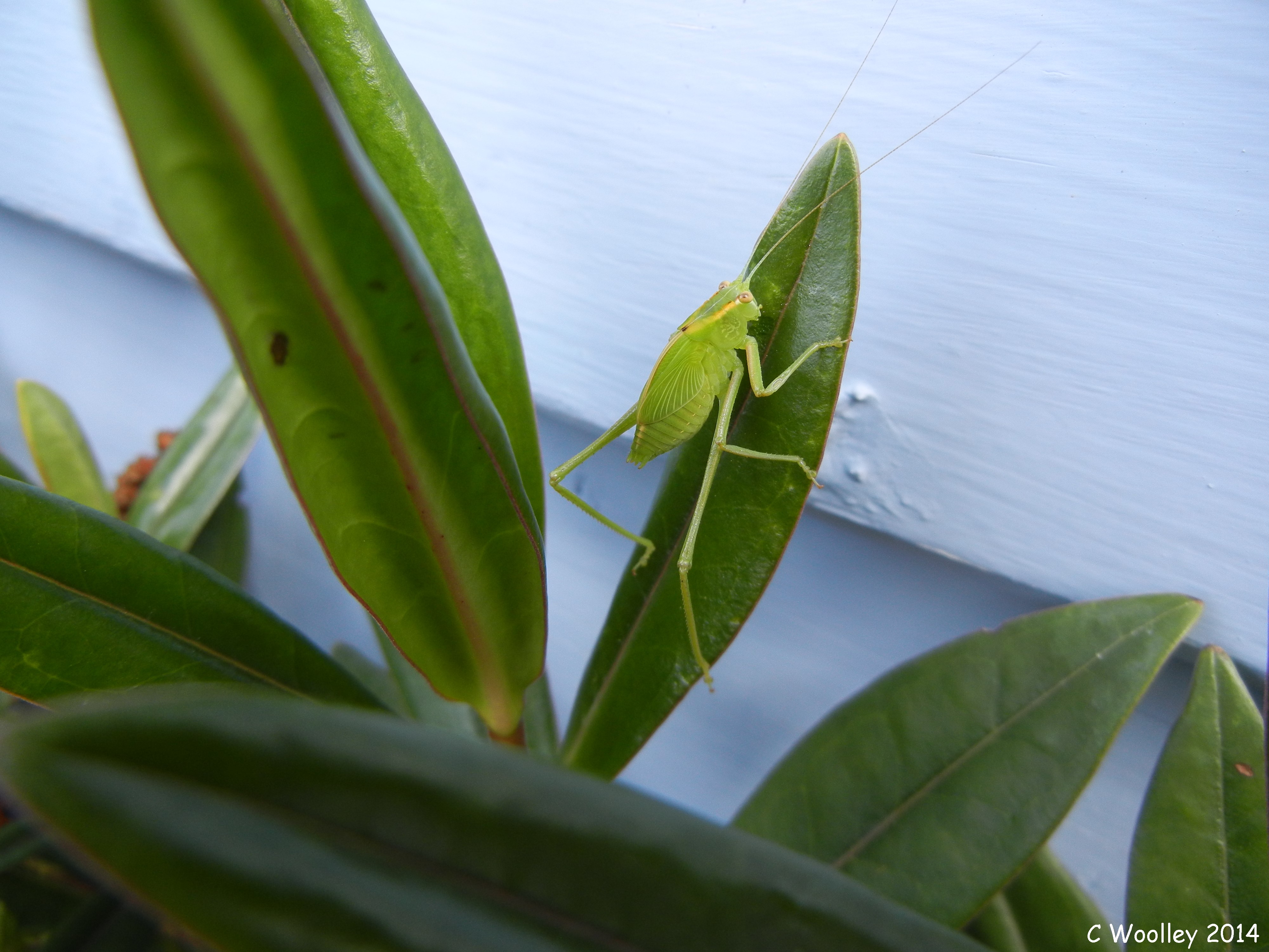 Grasshopper