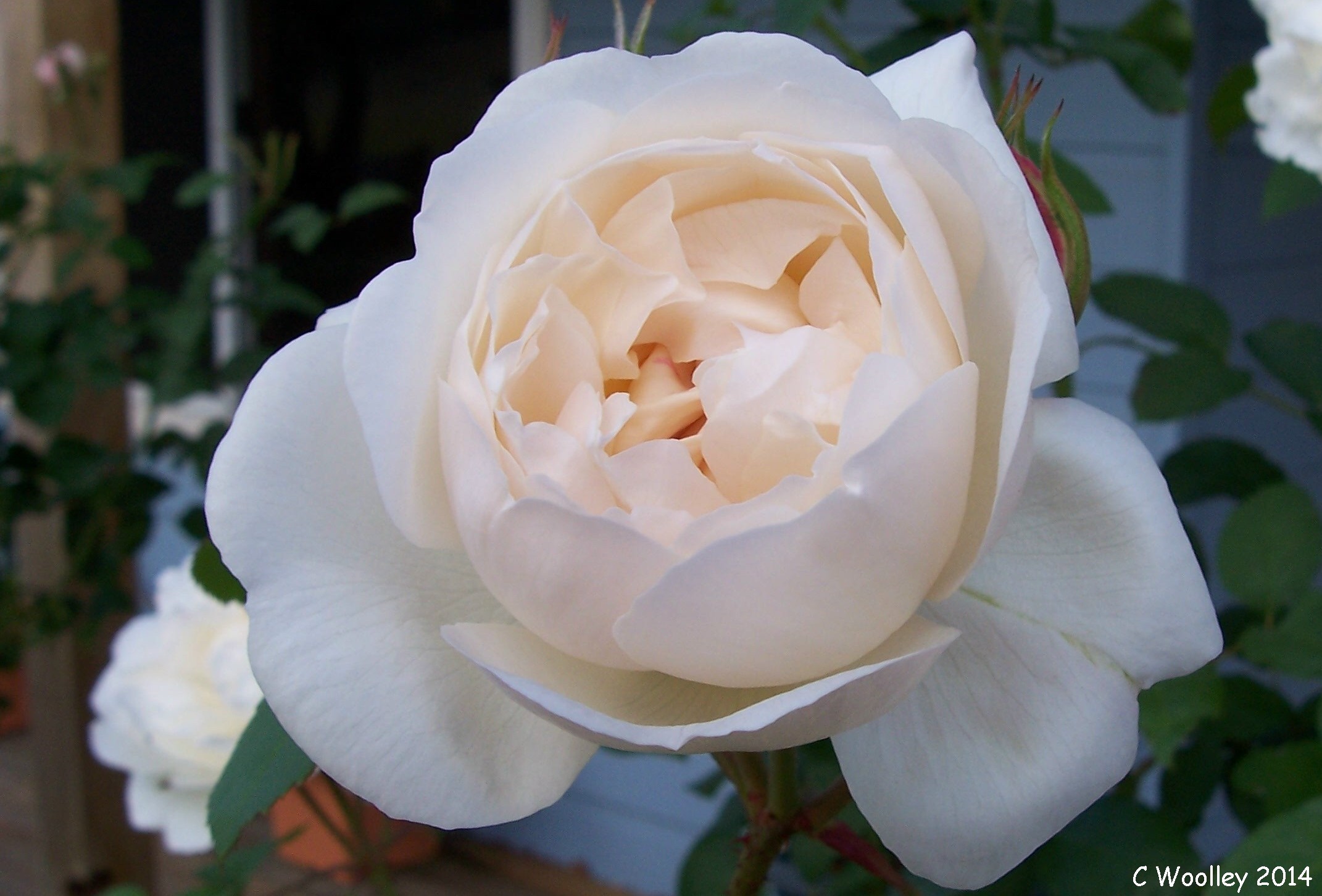 Winchester Cathedral