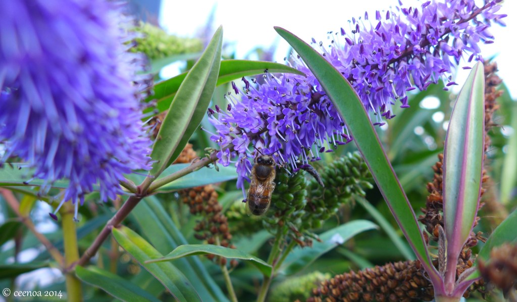 Blue Hebe and Bee