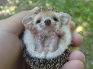 hedgehog