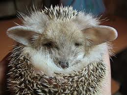 hedgehog2