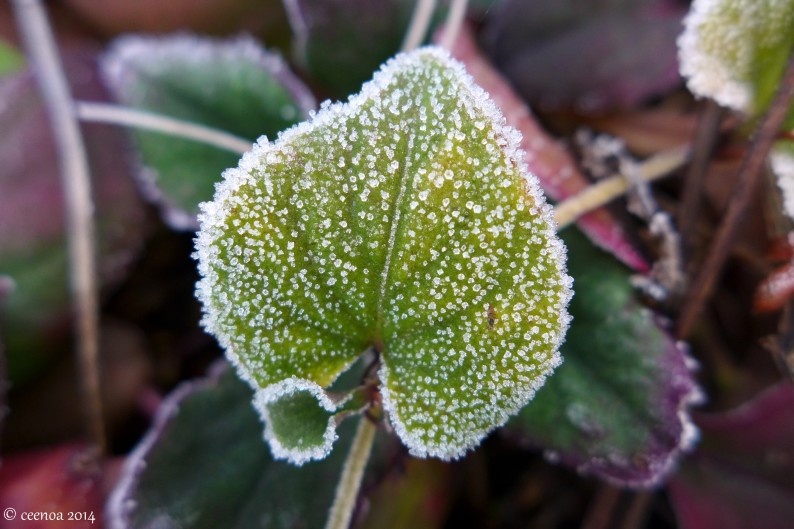 Frosted Leaf 2