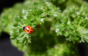 ladybird
