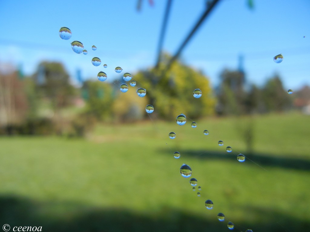 Web Dewdrops