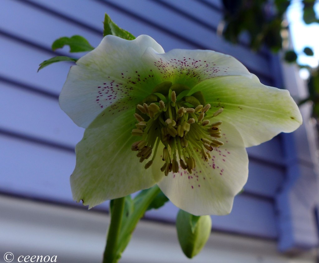 Hellebore (2)