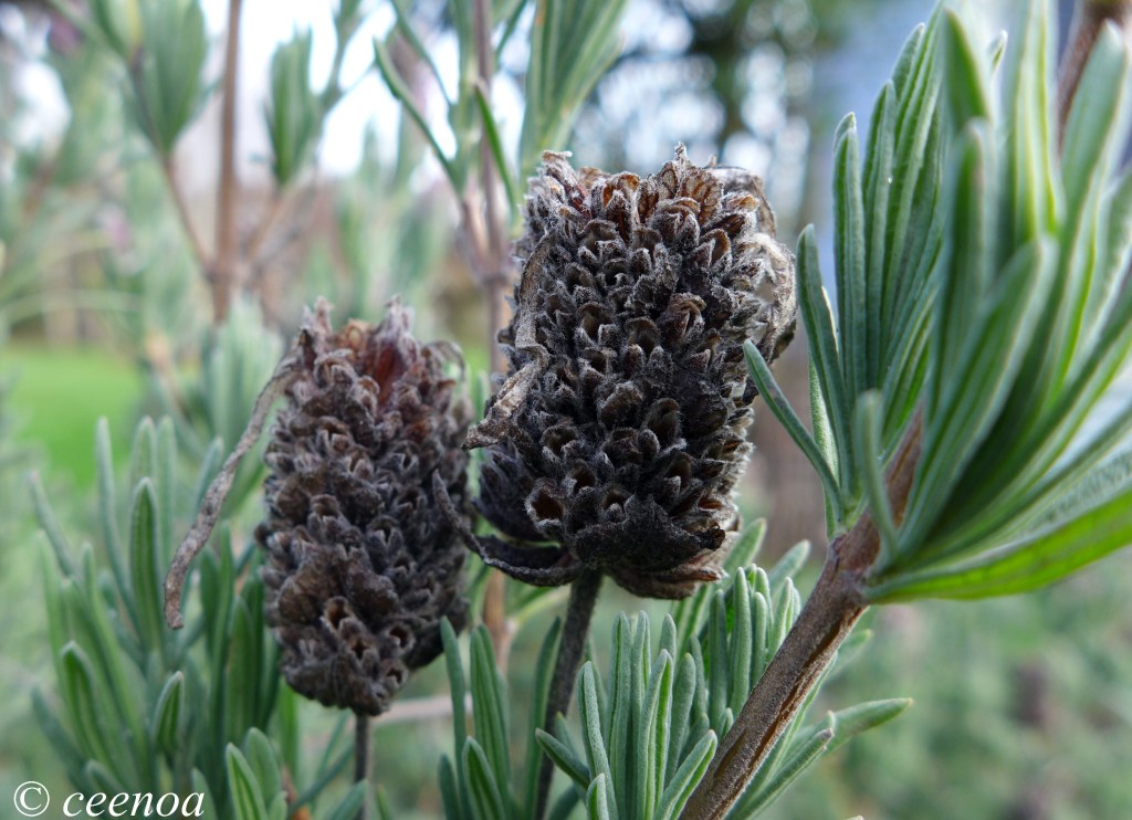 lavendar heads