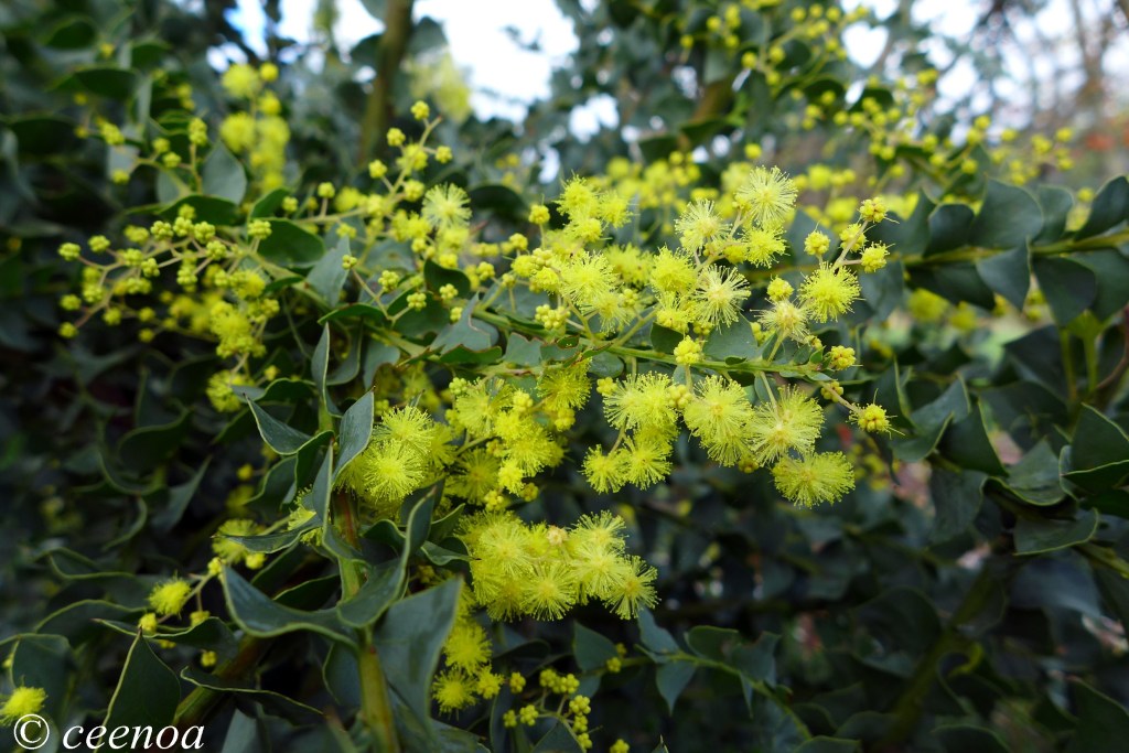 wattle
