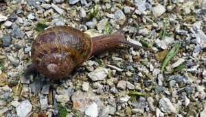 Snail
