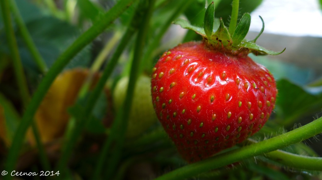 Succulent Strawberry