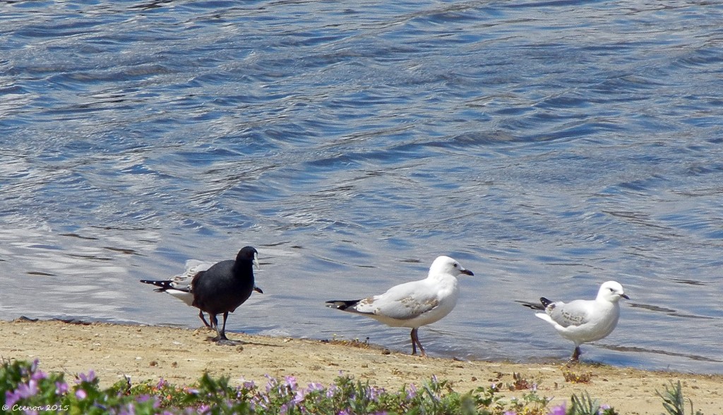 Odd Bird Out, Lake Dove, Oatlands, Tasmania