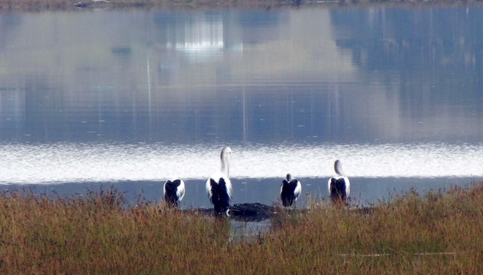 Pelicans on Huon River, Tasmania