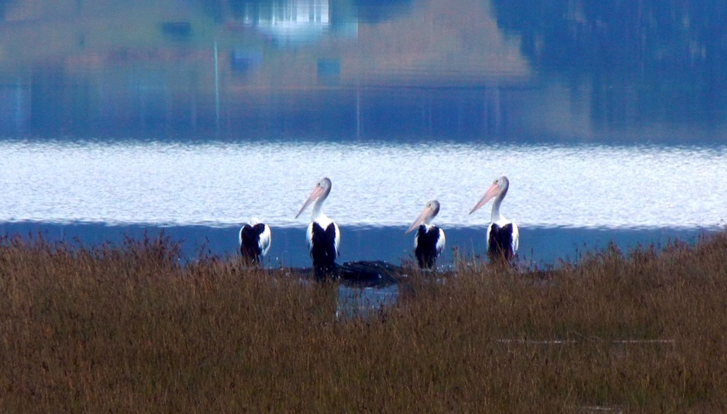 Pelicans (3)