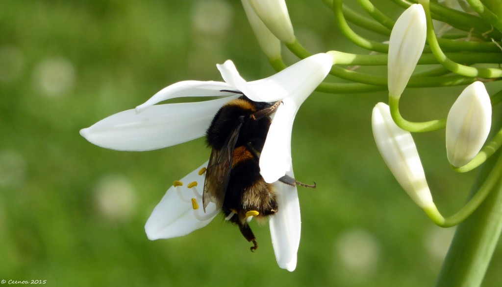 Bumble Bee on Agapanthus (3)