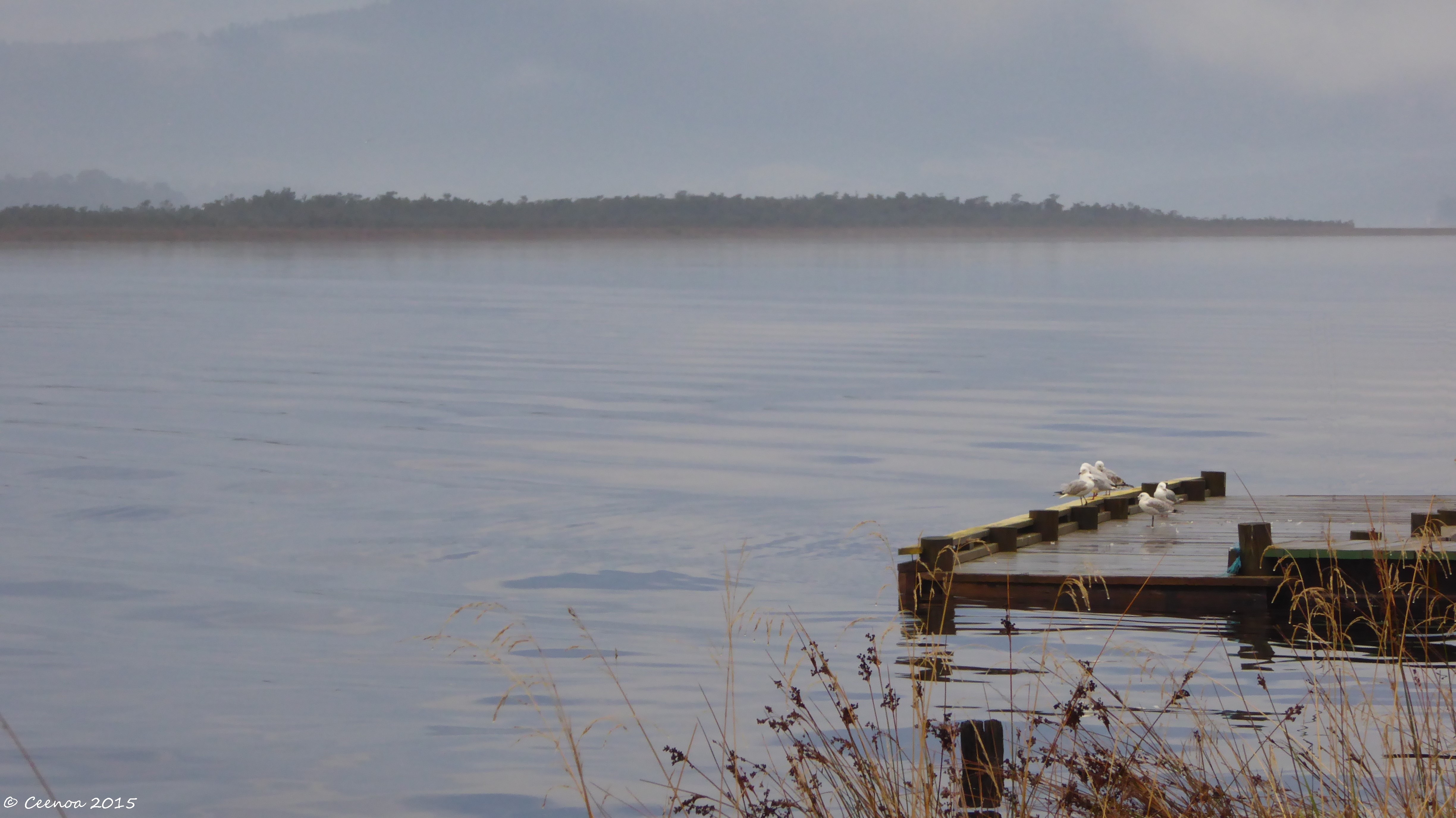Seagulls on Jetty