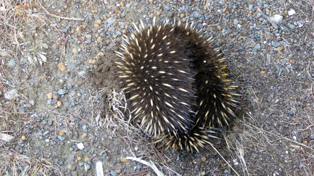 Echidna from behind
