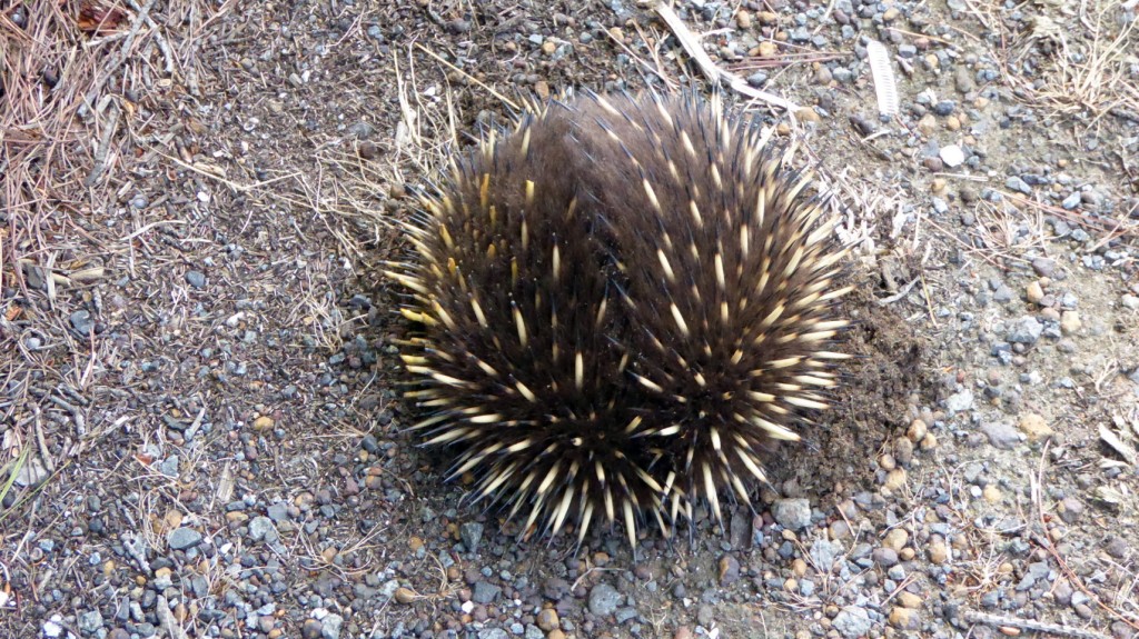 Echidna Front on