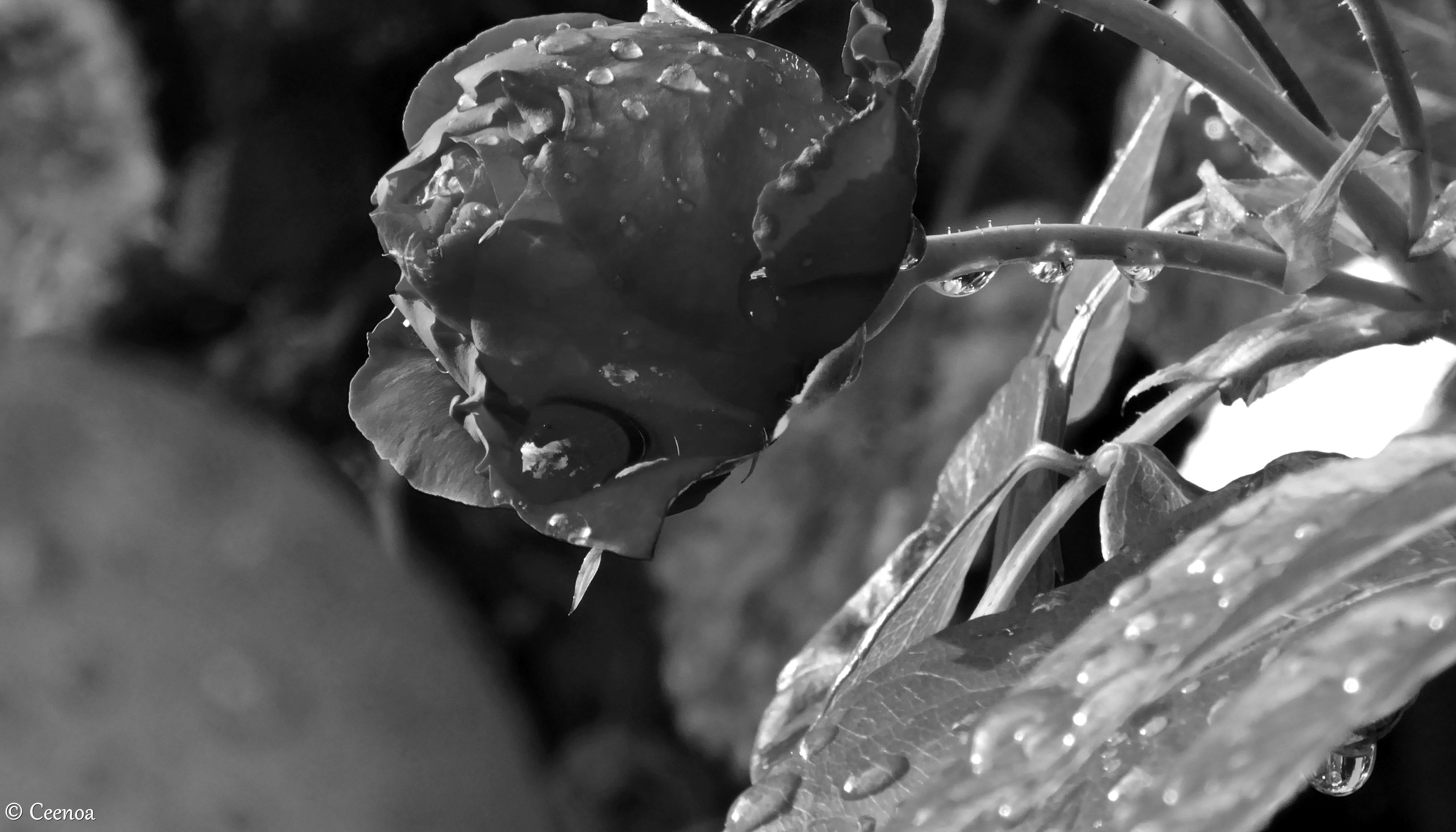 Rose and Raindrops (1) grayscale