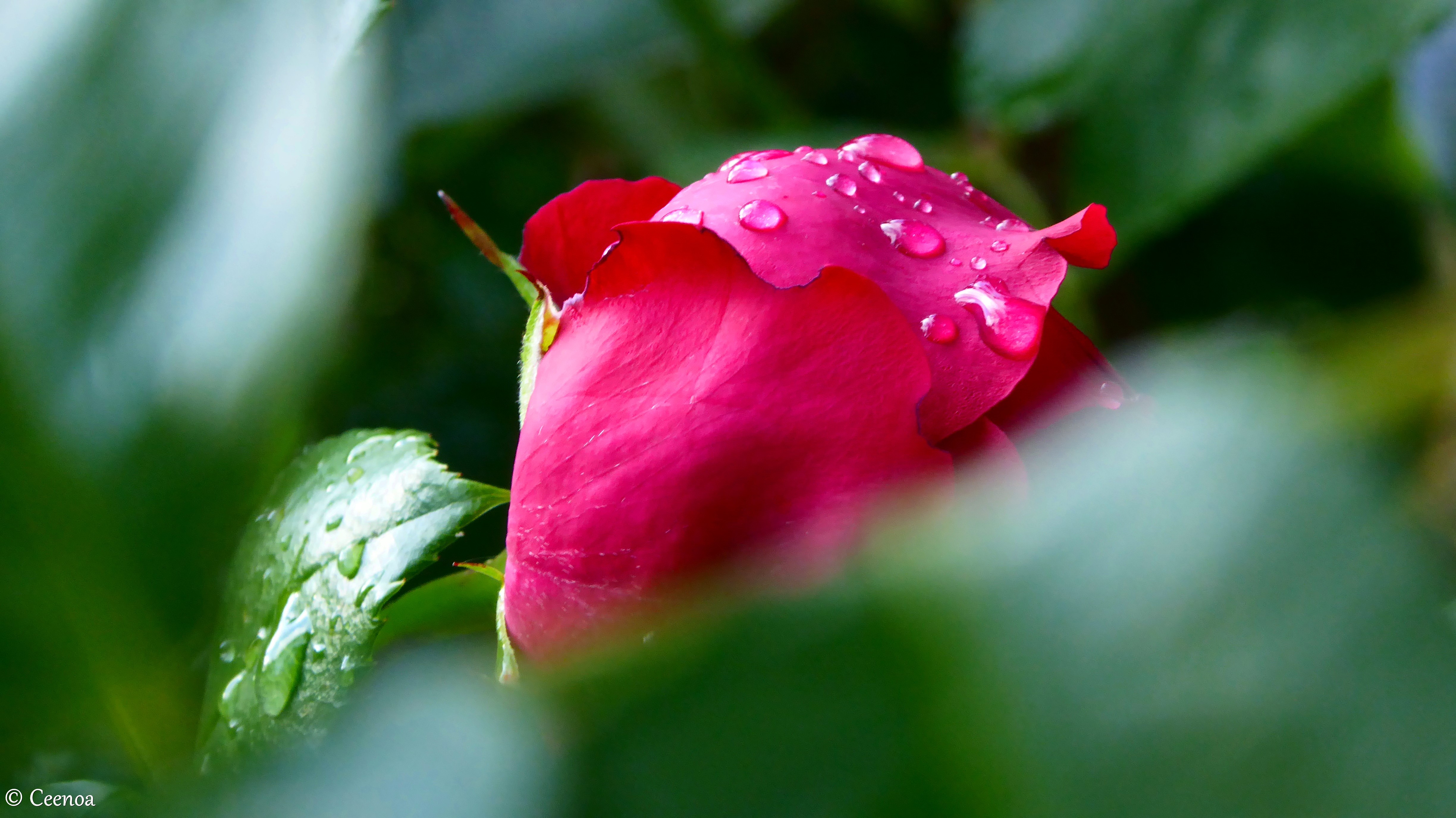 Rose and Raindrops (2)