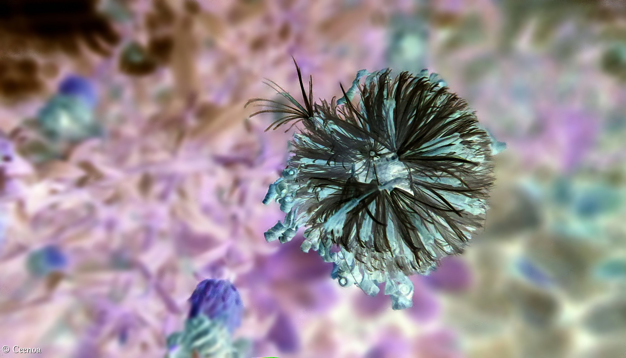 Daisy Head (inverted) 2