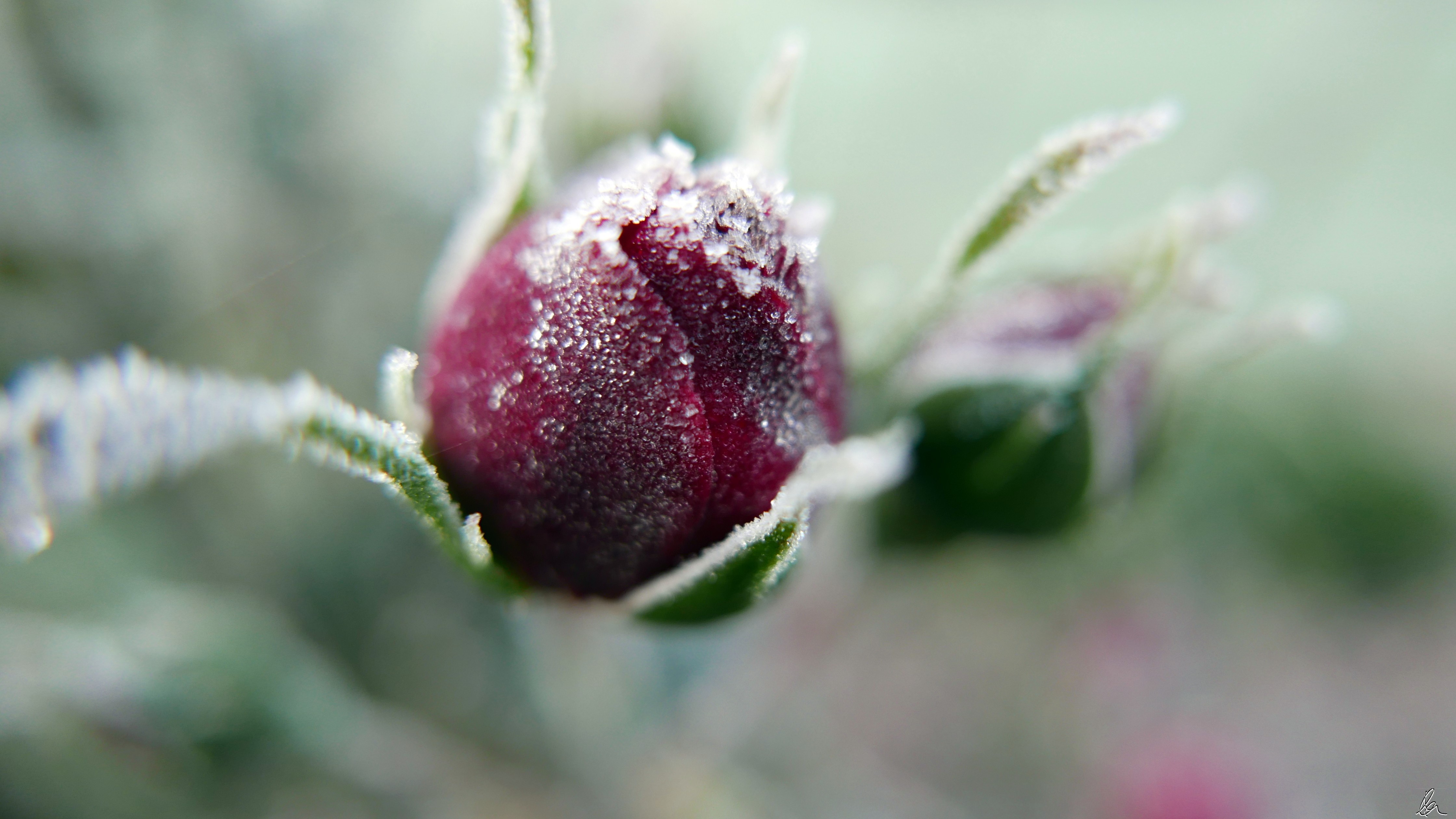 Frosty May (1)