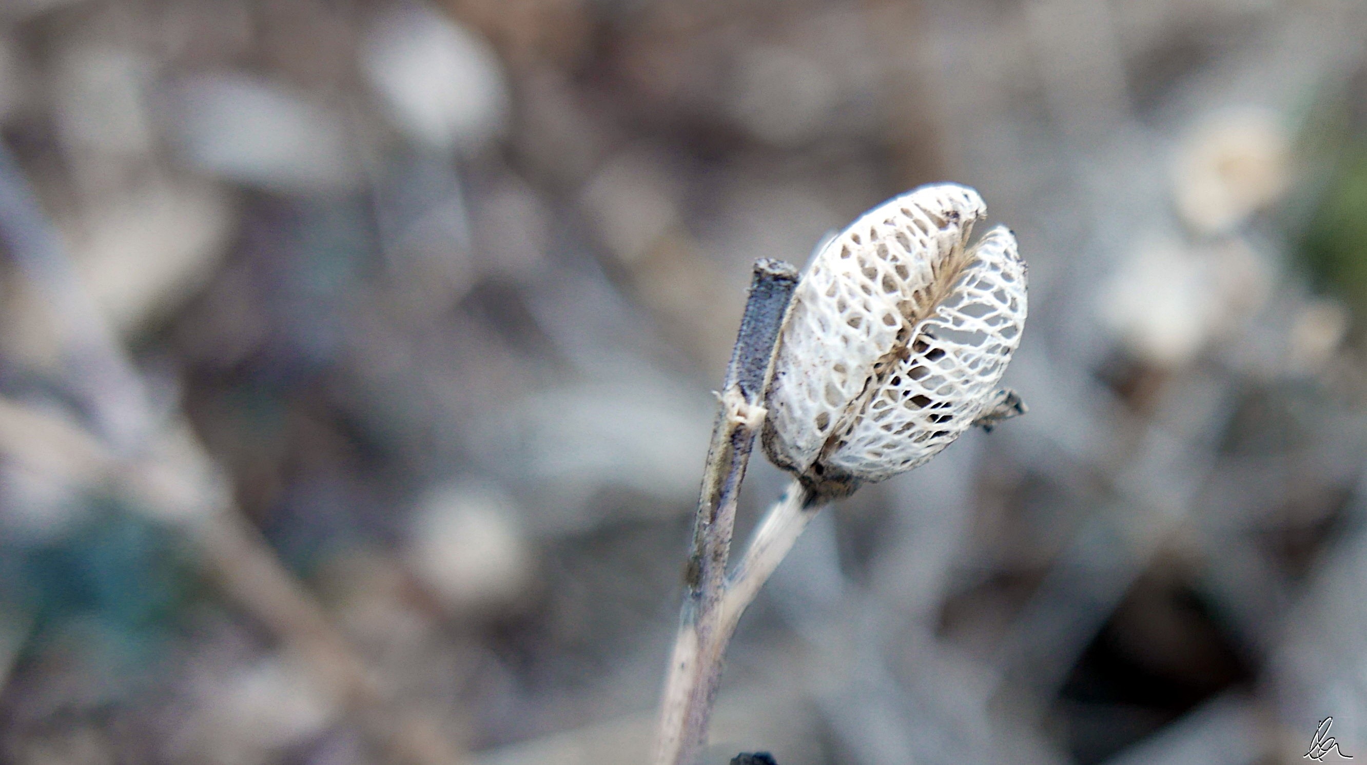 Skeleton Stella D'Oro Seed Pod