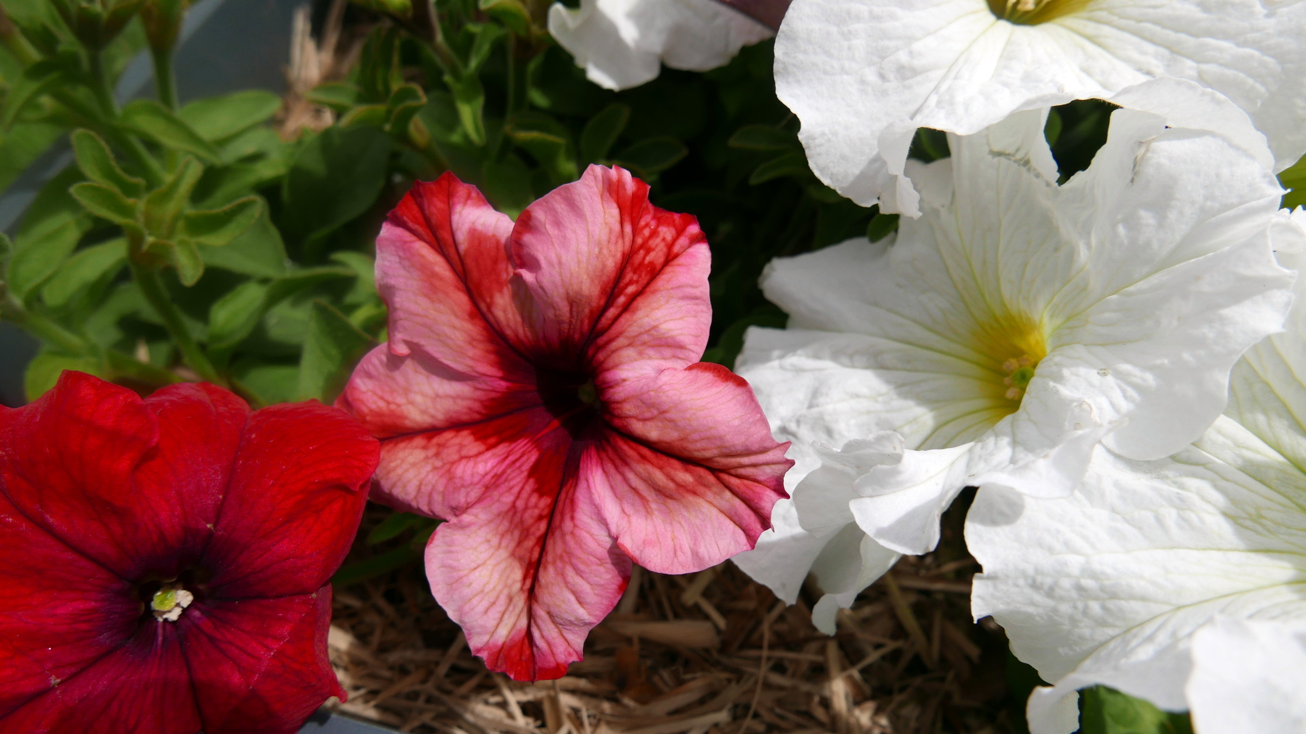 petunia-sport-duo-colour