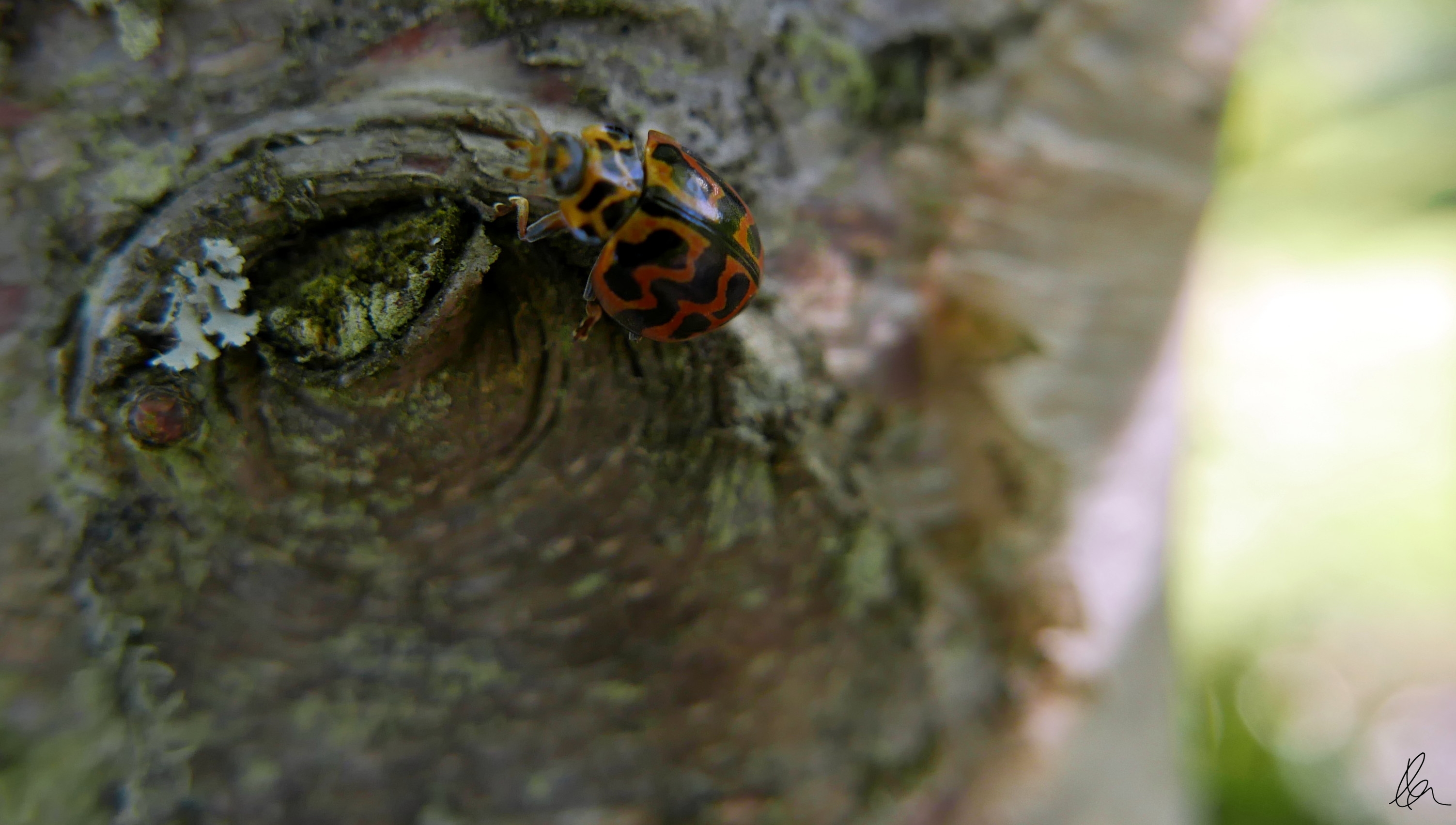 the-eye-and-the-ladybird