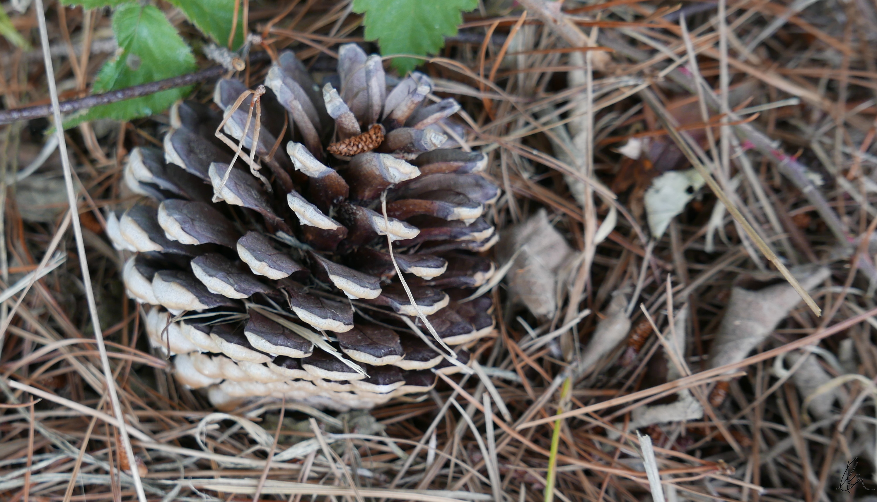 pine-cone