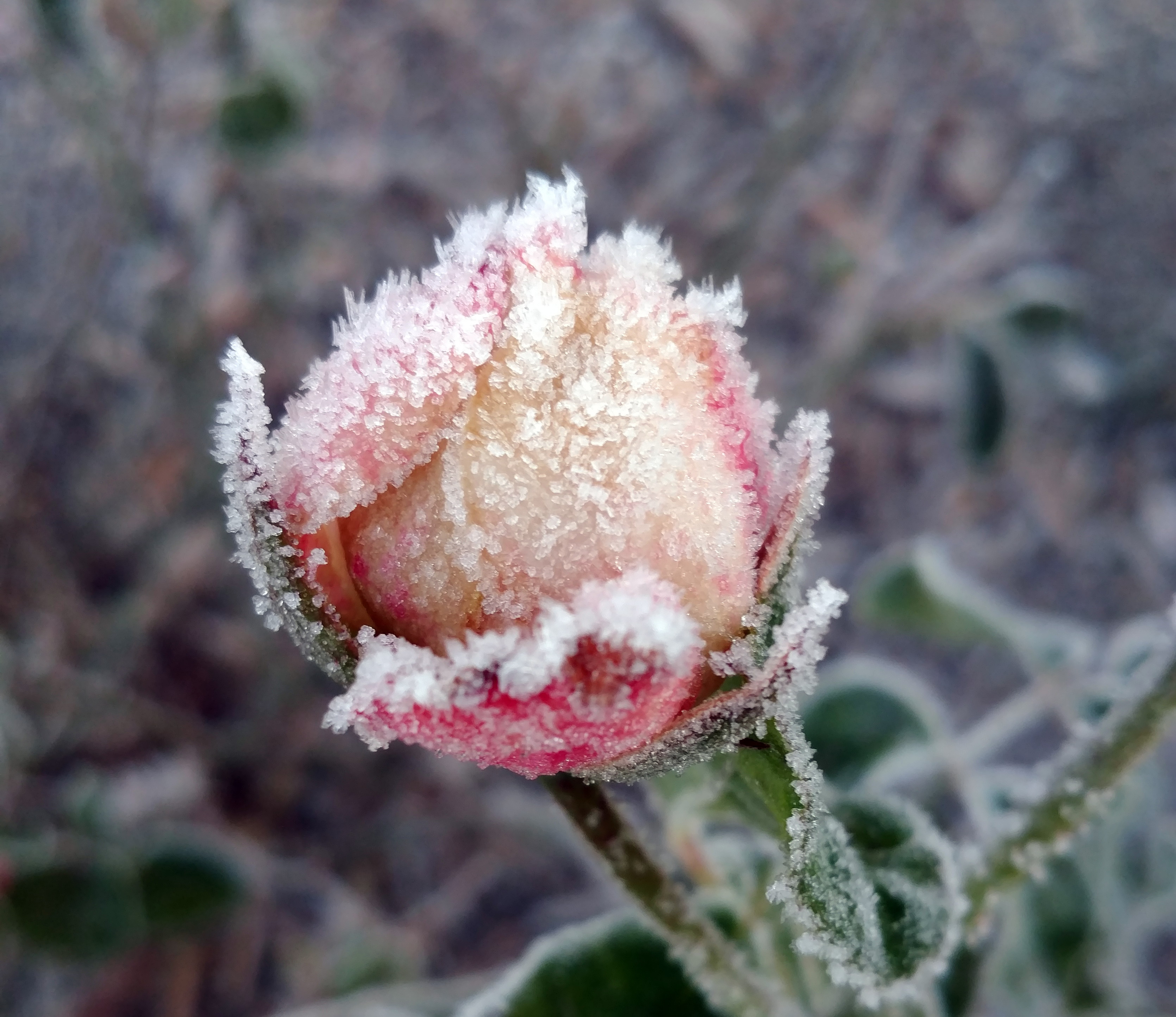 Frost Bud large
