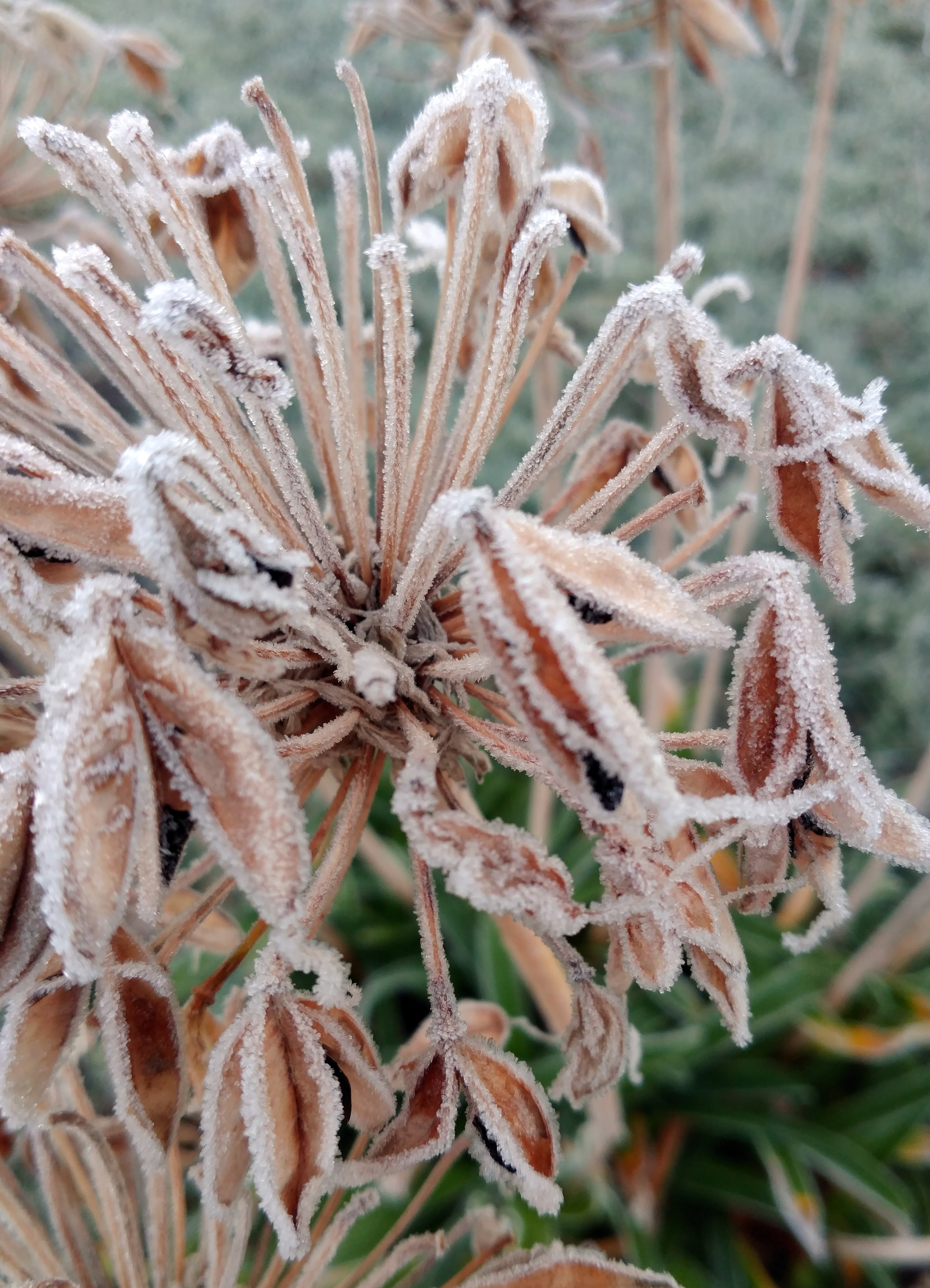 Frosted Agapanthus Heads