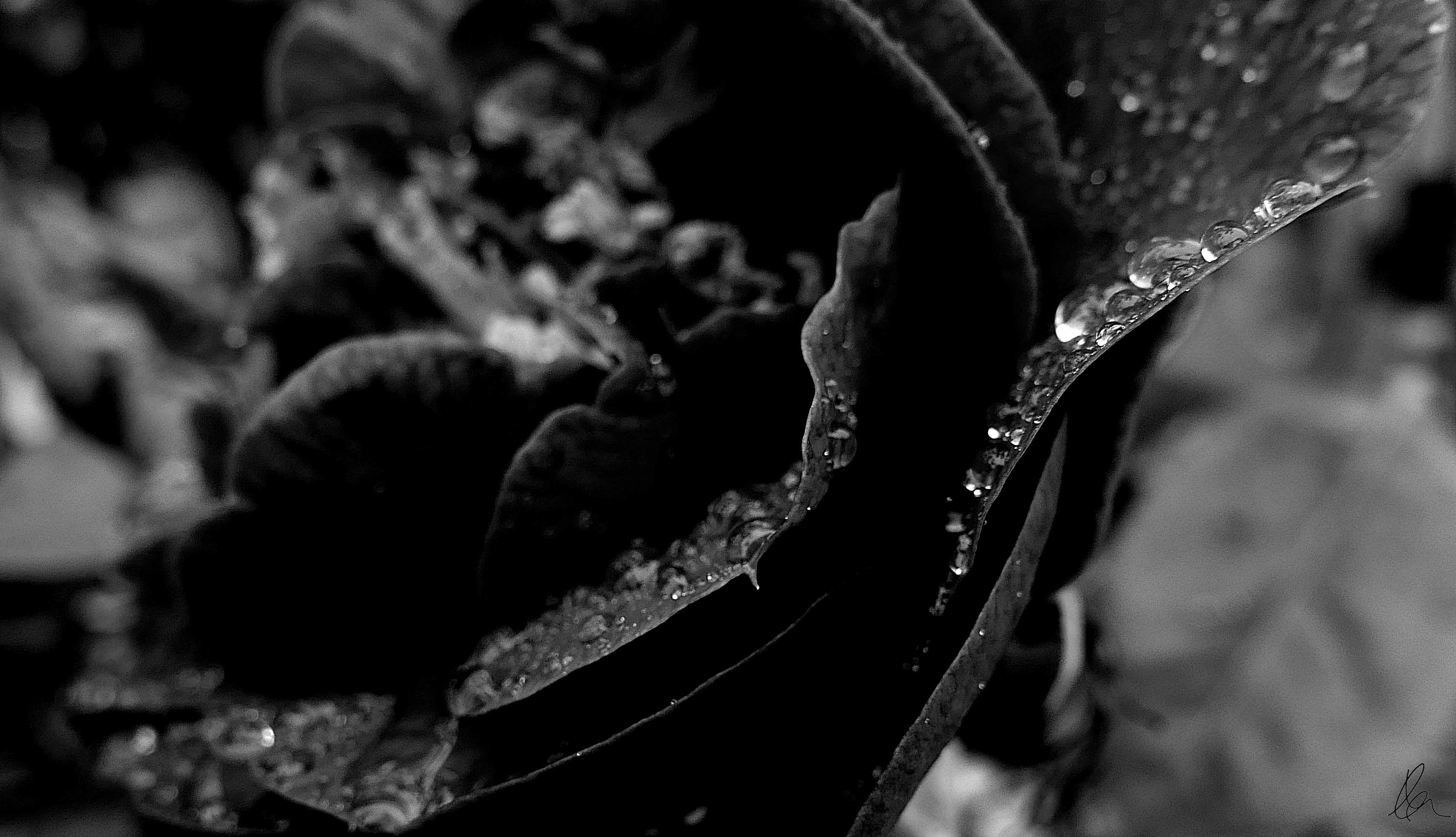 Raindrops on Camellia (1)