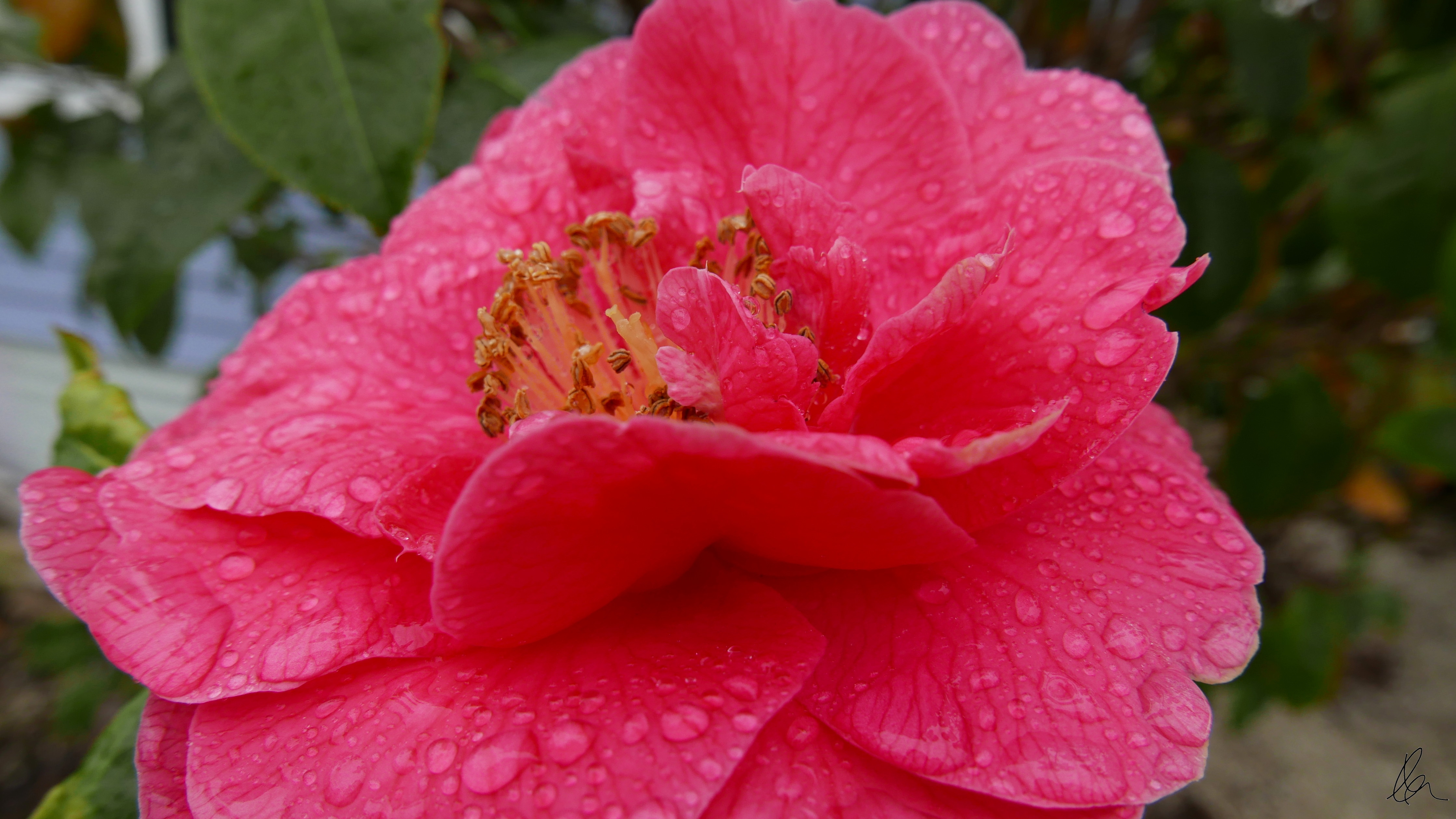 Raindrops on Camellia (2)
