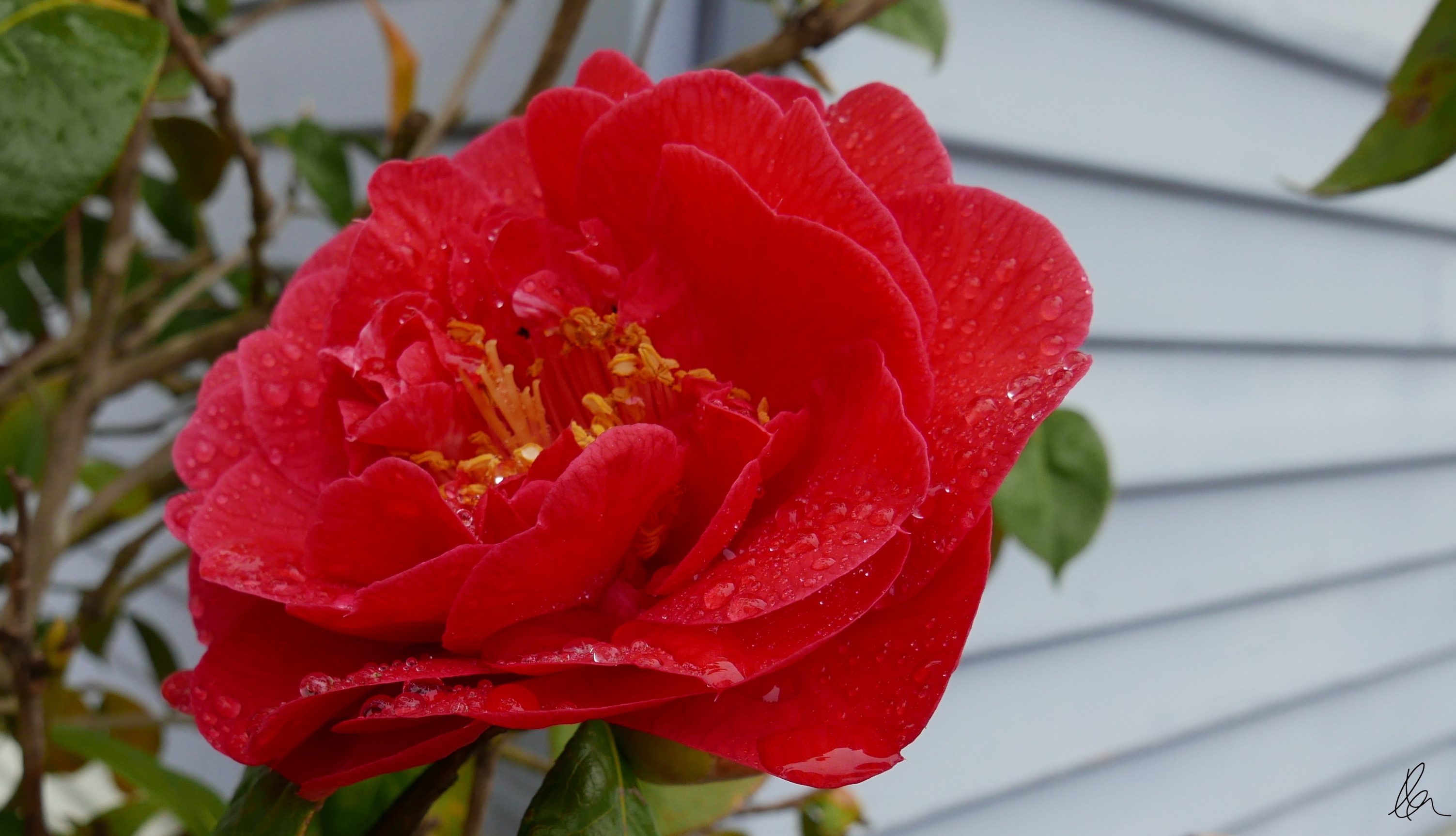 Raindrops on Camellia (3)