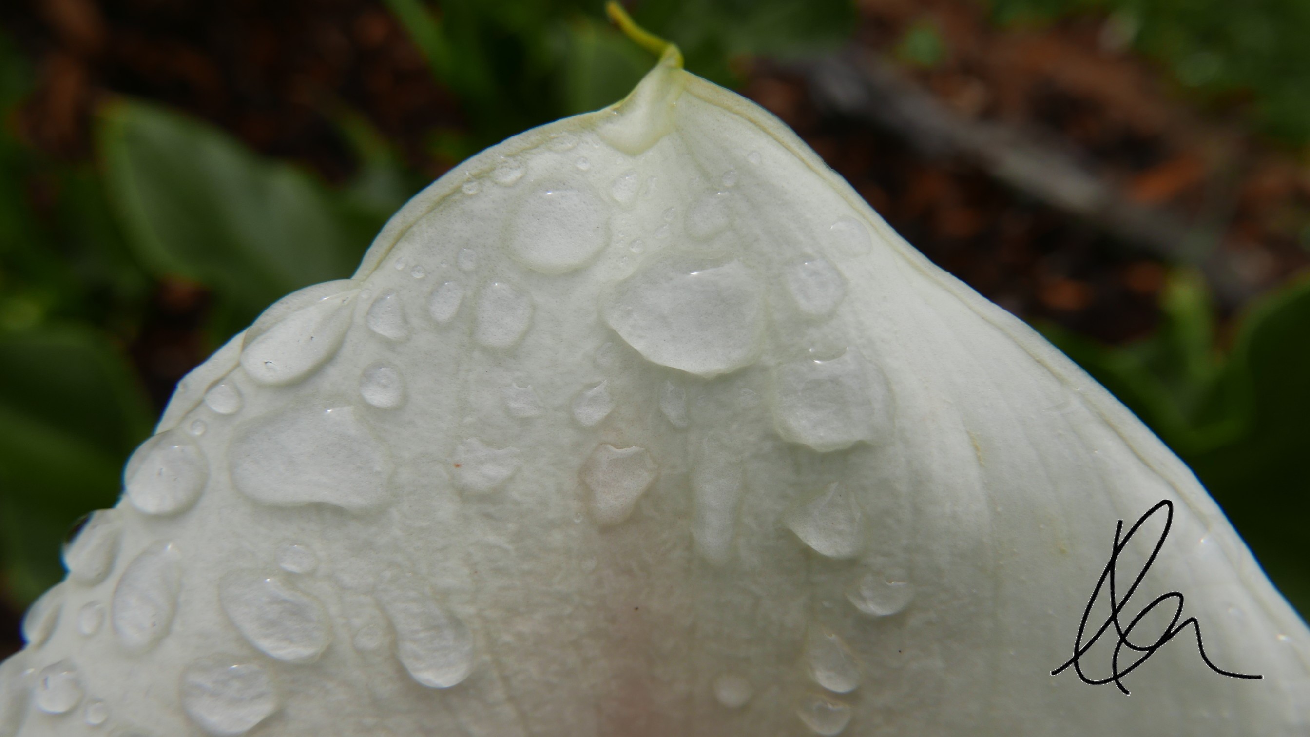 Arum Lily (1)