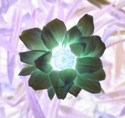 inverted daisy - shine your light