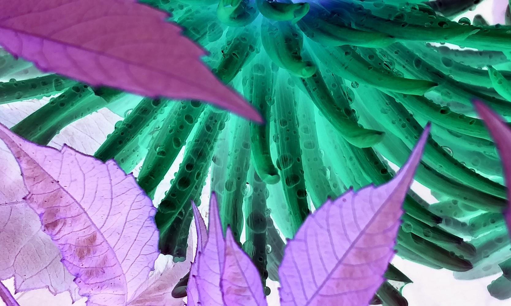 Dahlia - Cropped Inverted