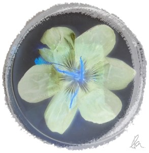 Deep Purple Crocus inverted and framed
